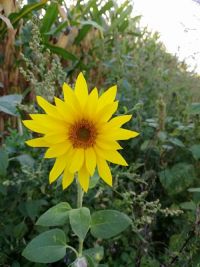 Blume
